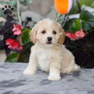 Cami, Bich-Poo Puppy